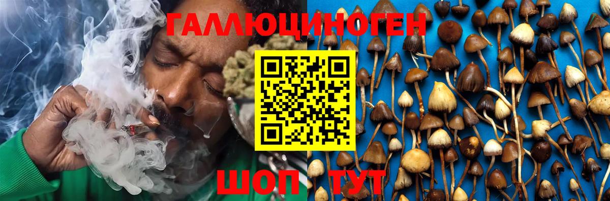 Галлюциногенные грибы Psilocybe Щёлково